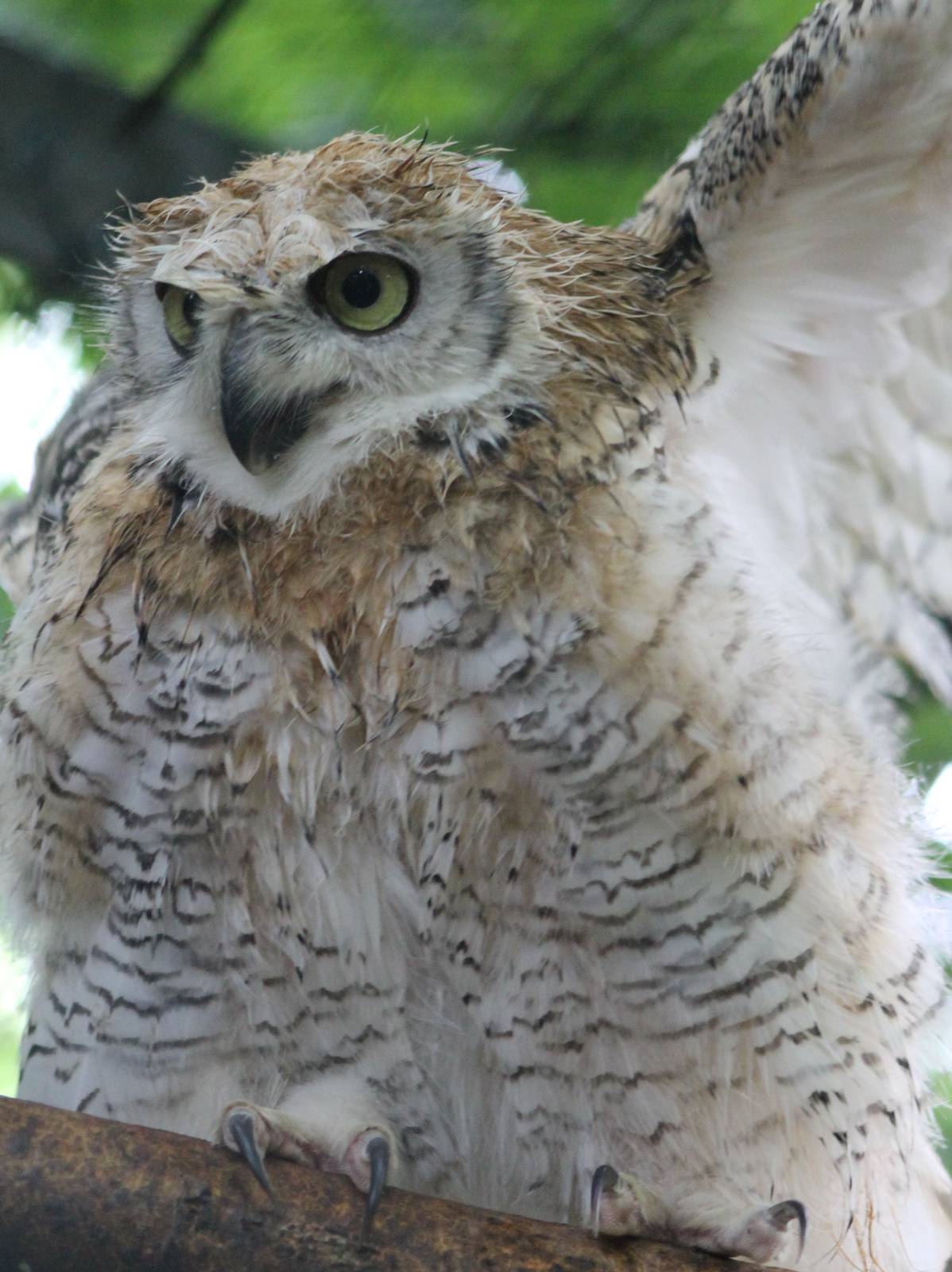 Canadian eagle-owl young