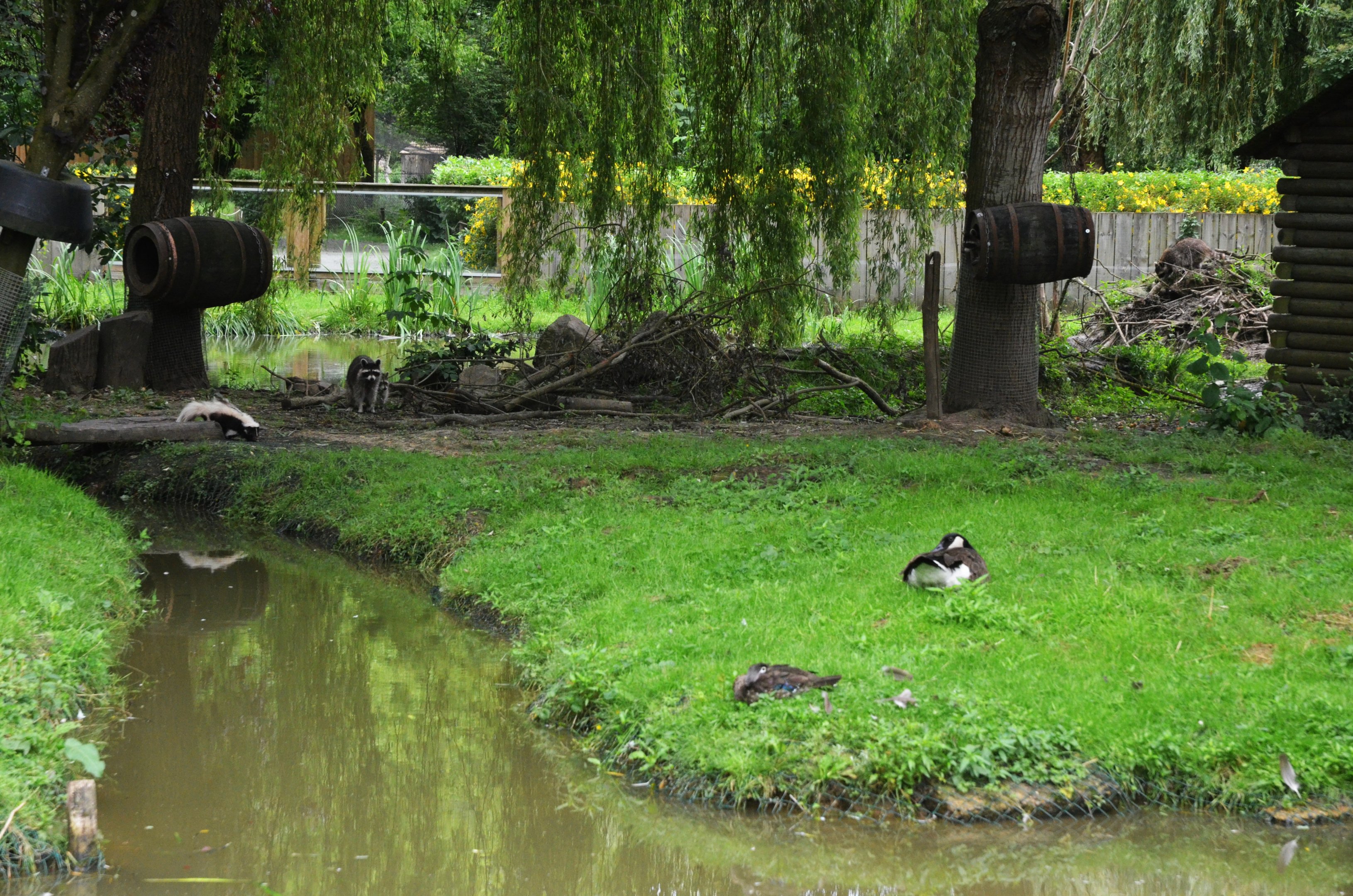 Canadian Enclosure at Spaycific'Zoo, 13/06/18
