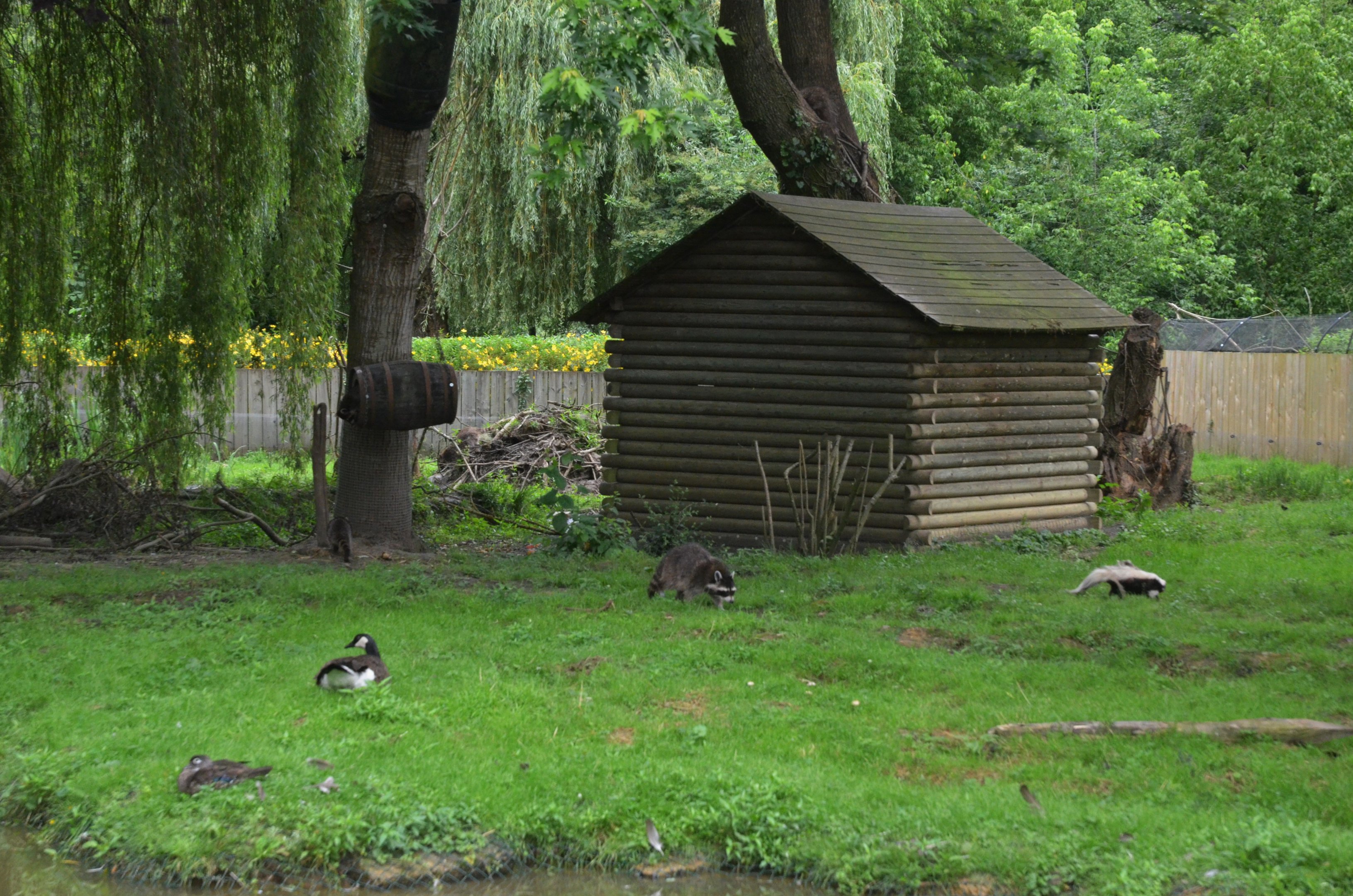 Canadian Enclosure at Spaycific'Zoo, 13/06/18