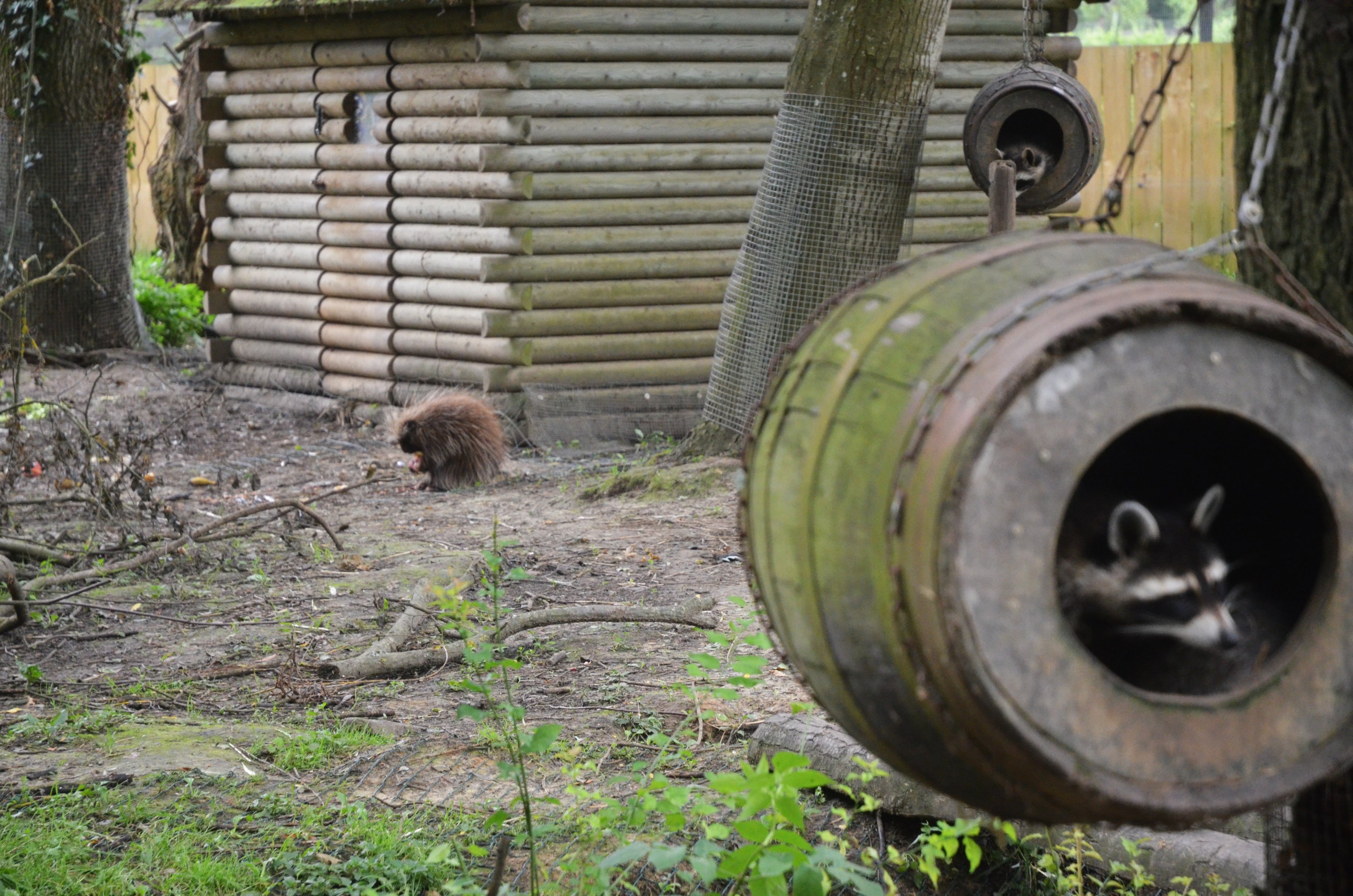 Canadian Enclosure at Spaycific'Zoo, 13/06/18