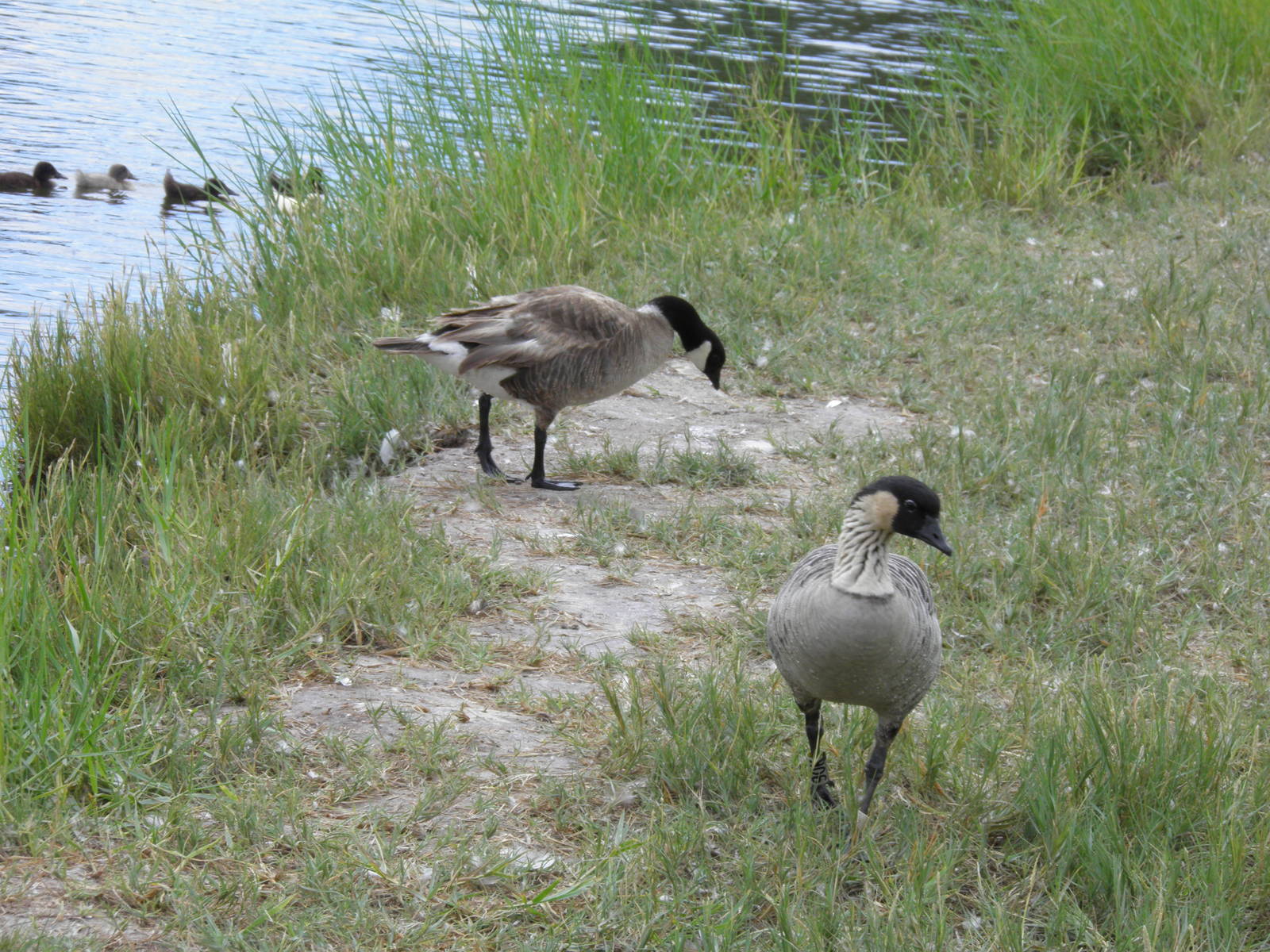 Canadian Goose and Nene