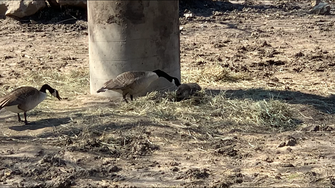 Canadian Goose VS Groundhog