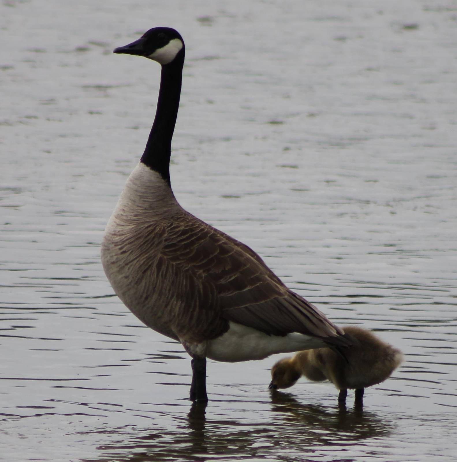Canadian goose with young