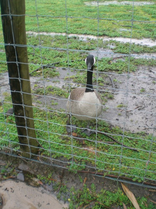 Canadian Goose