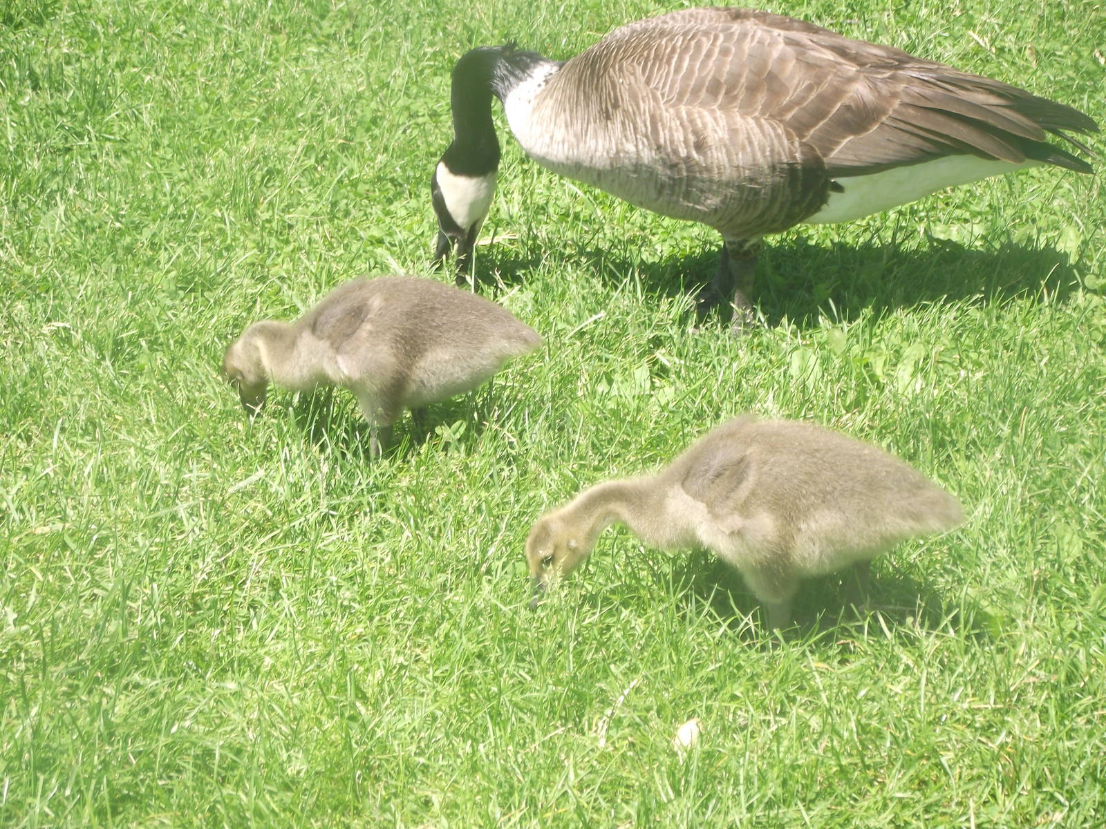 Canadian Goslings