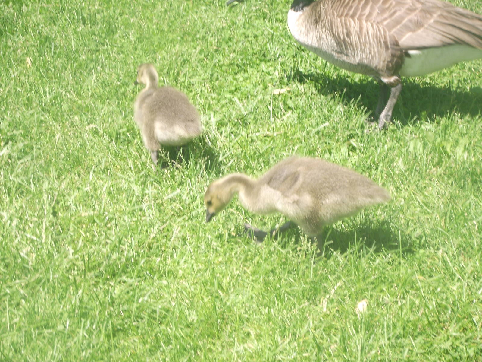 Canadian Goslings