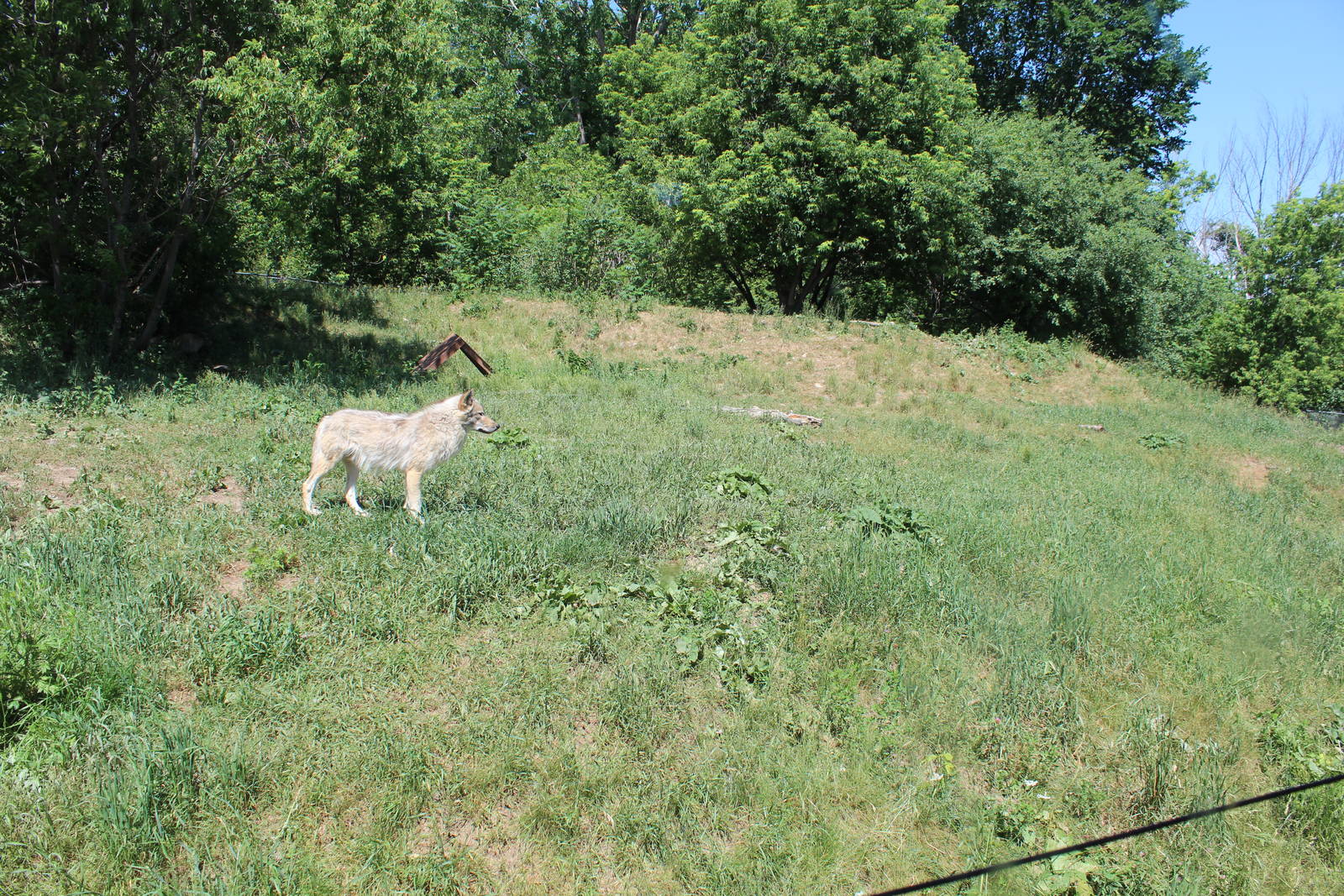 Canadian Gray Wolf Enclosure - June 2016