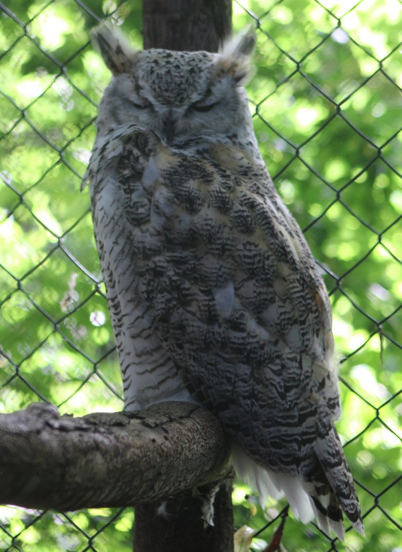 Canadian great horned owl