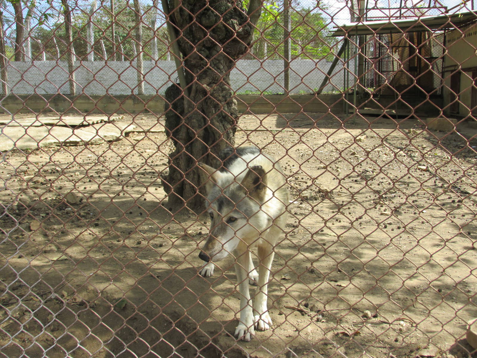 canadian grey wolf zoologico nacional