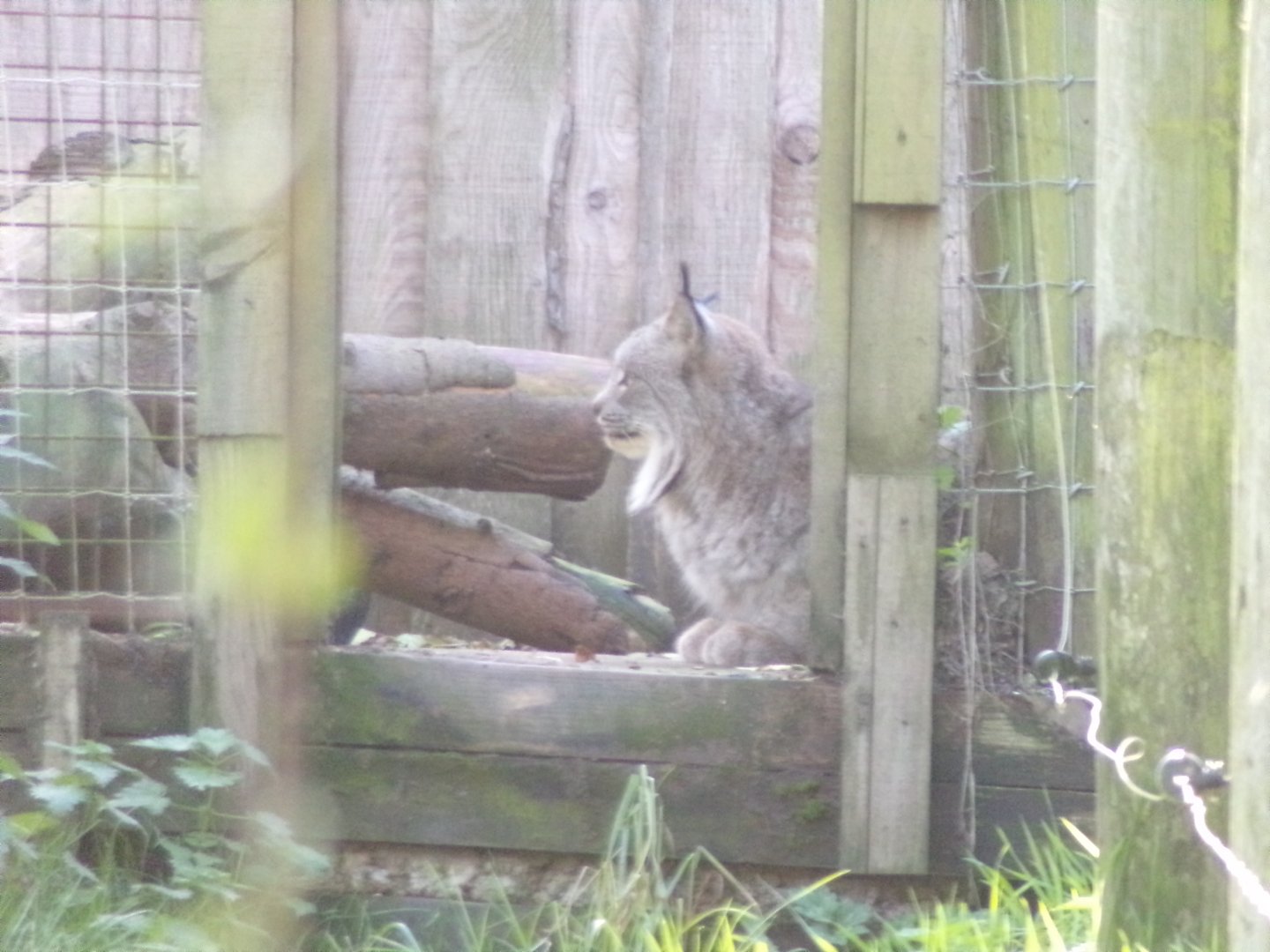 Canadian lynx 14.10.23