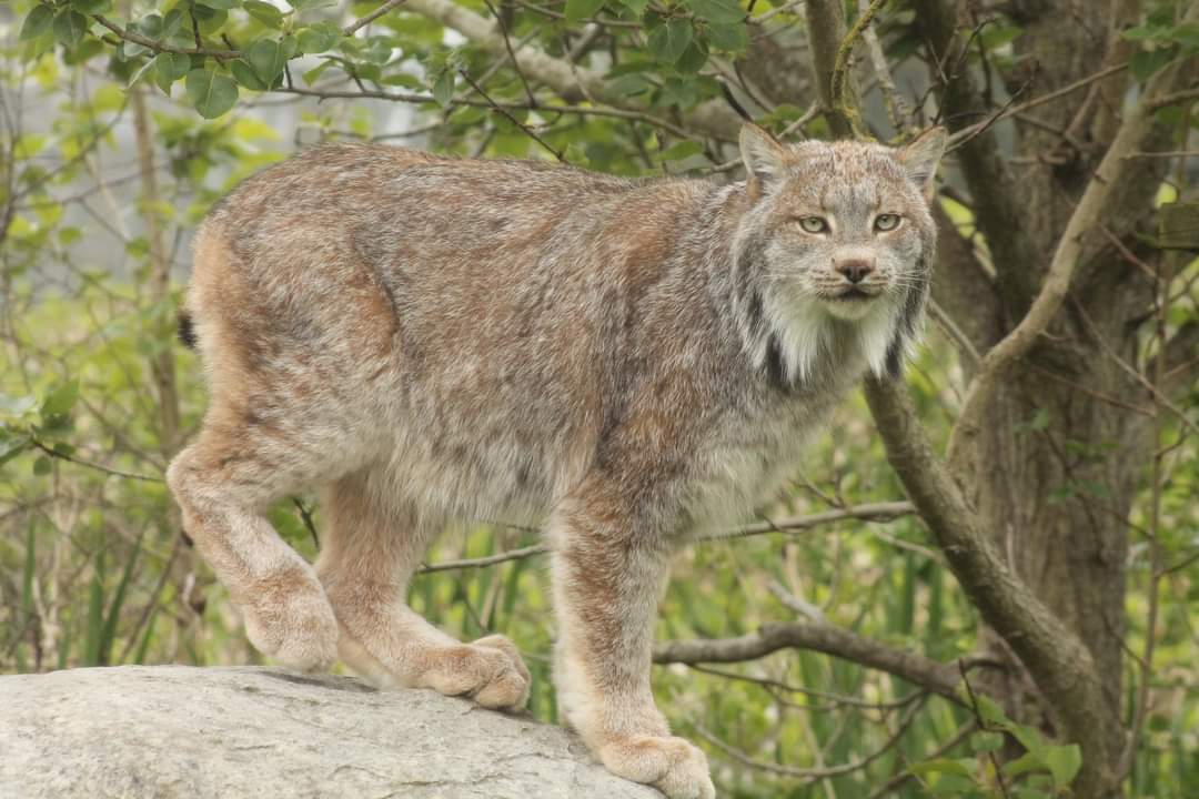 Canadian Lynx - 26th April 2024