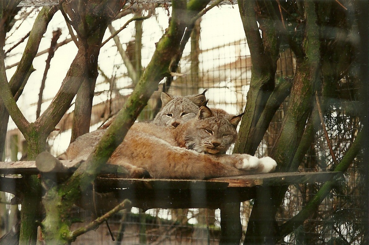 Canadian Lynx 4th March 1995