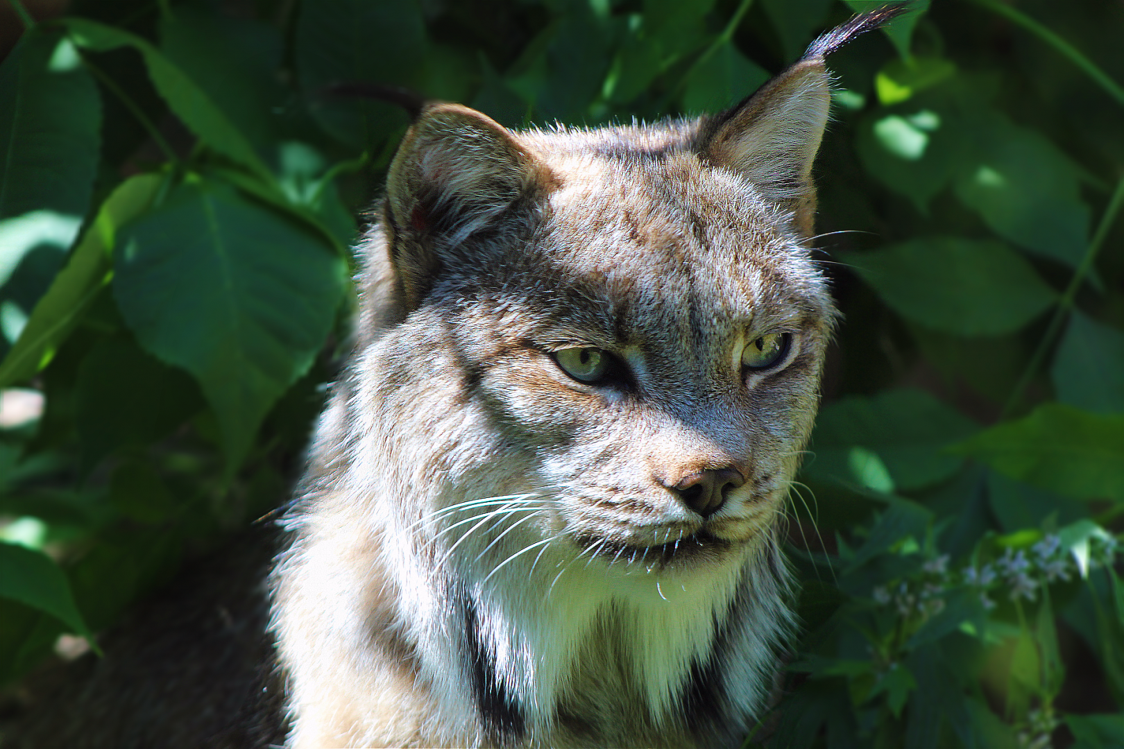 Canadian Lynx Among the Bushes