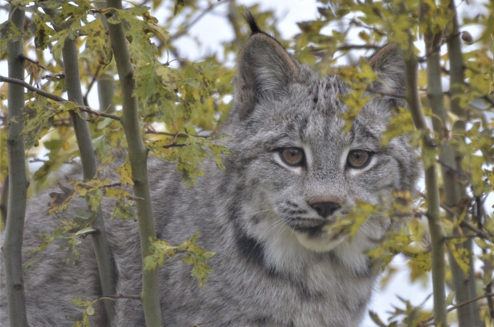 Canadian Lynx at Hamerton, 19/11/16