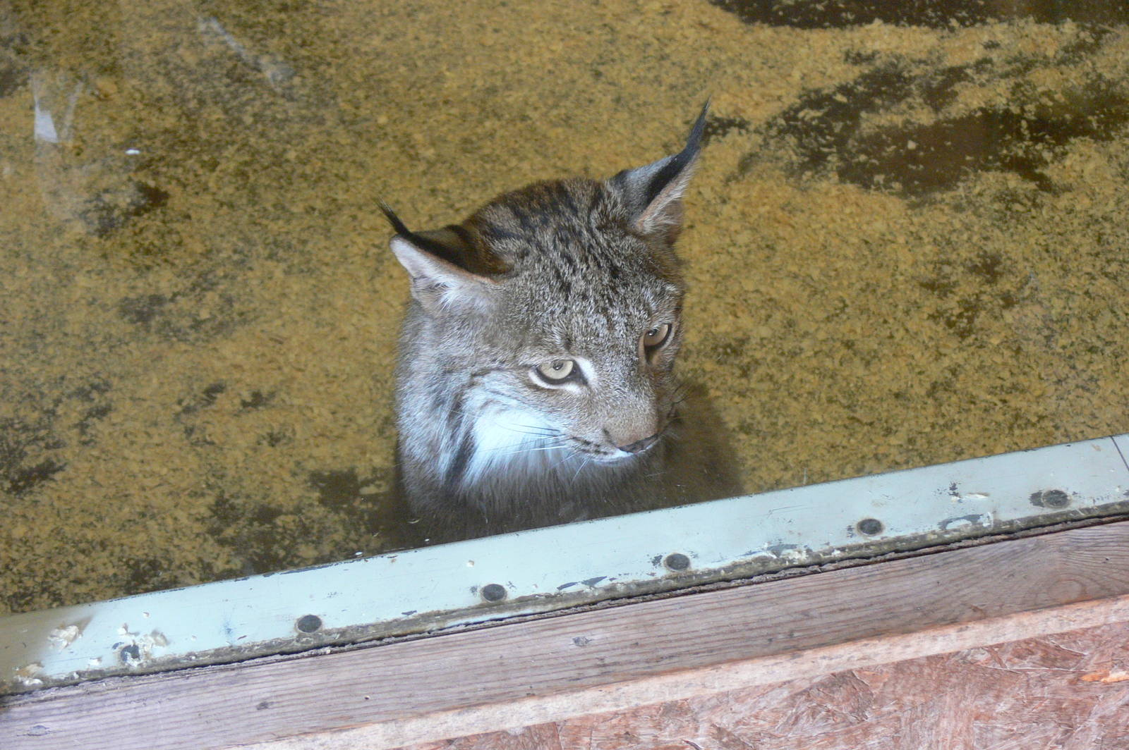 Canadian Lynx at Hamerton Zoo, 23/08/14