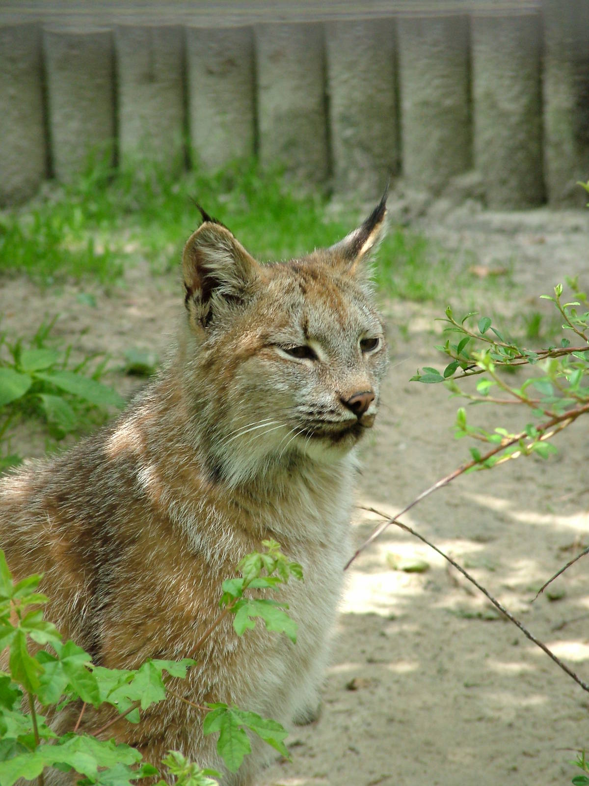 Canadian Lynx at Ostrava, 29/05/10