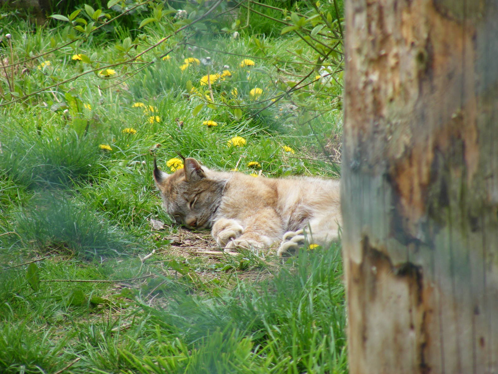 Canadian lynx at Trotters World of Animals, 15 May 2010