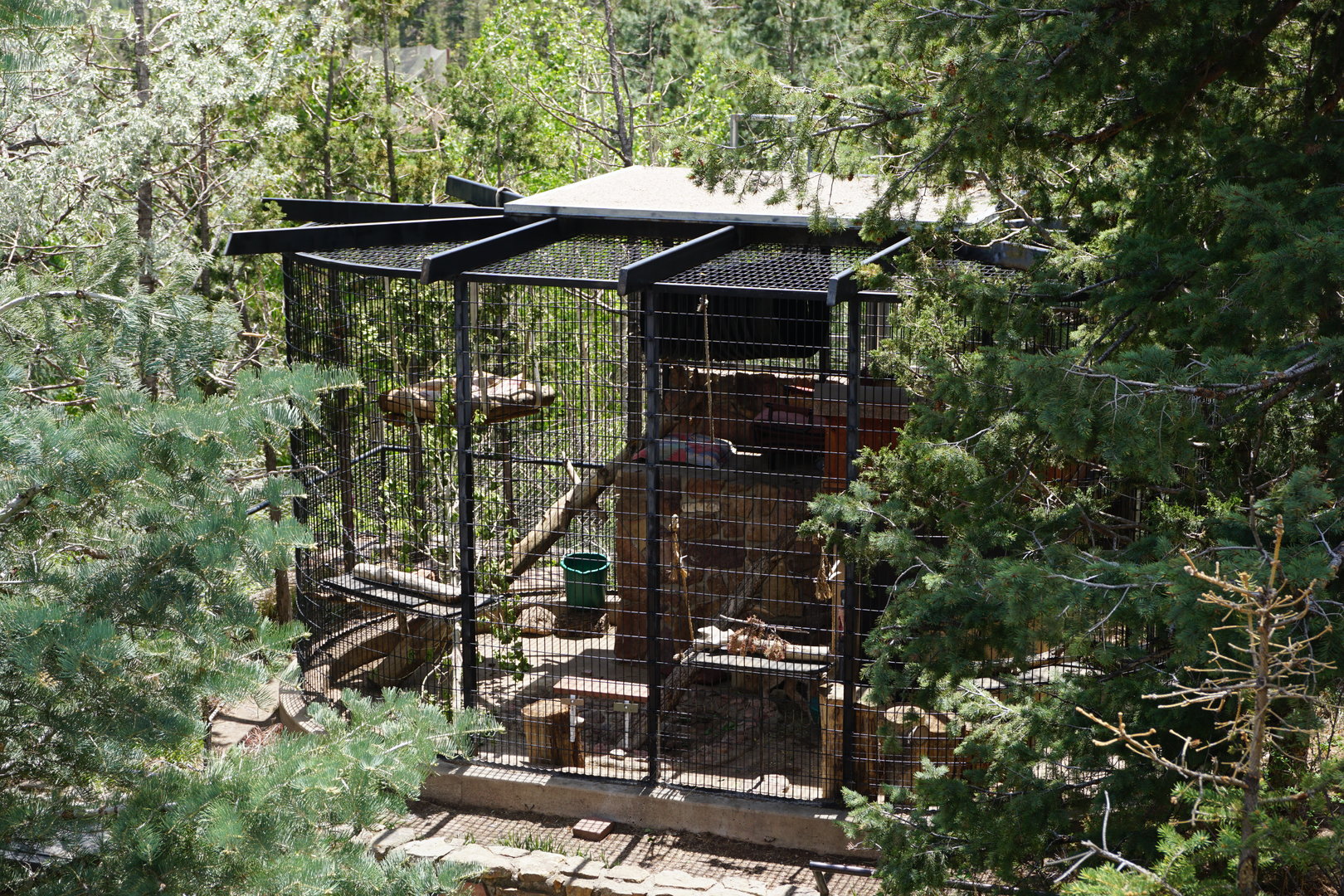 Canadian Lynx Backstage From Grizzly Boardwalk