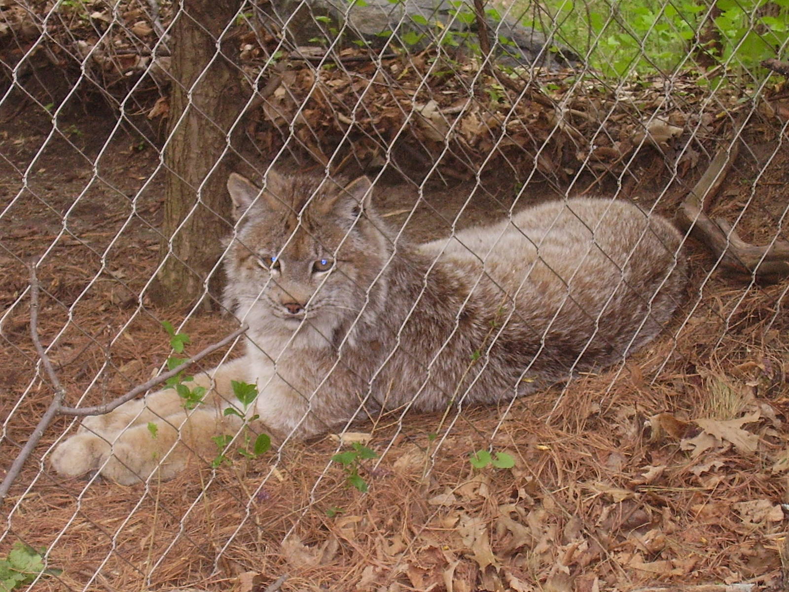 Canadian Lynx- Buttonwood Zoo MAY07