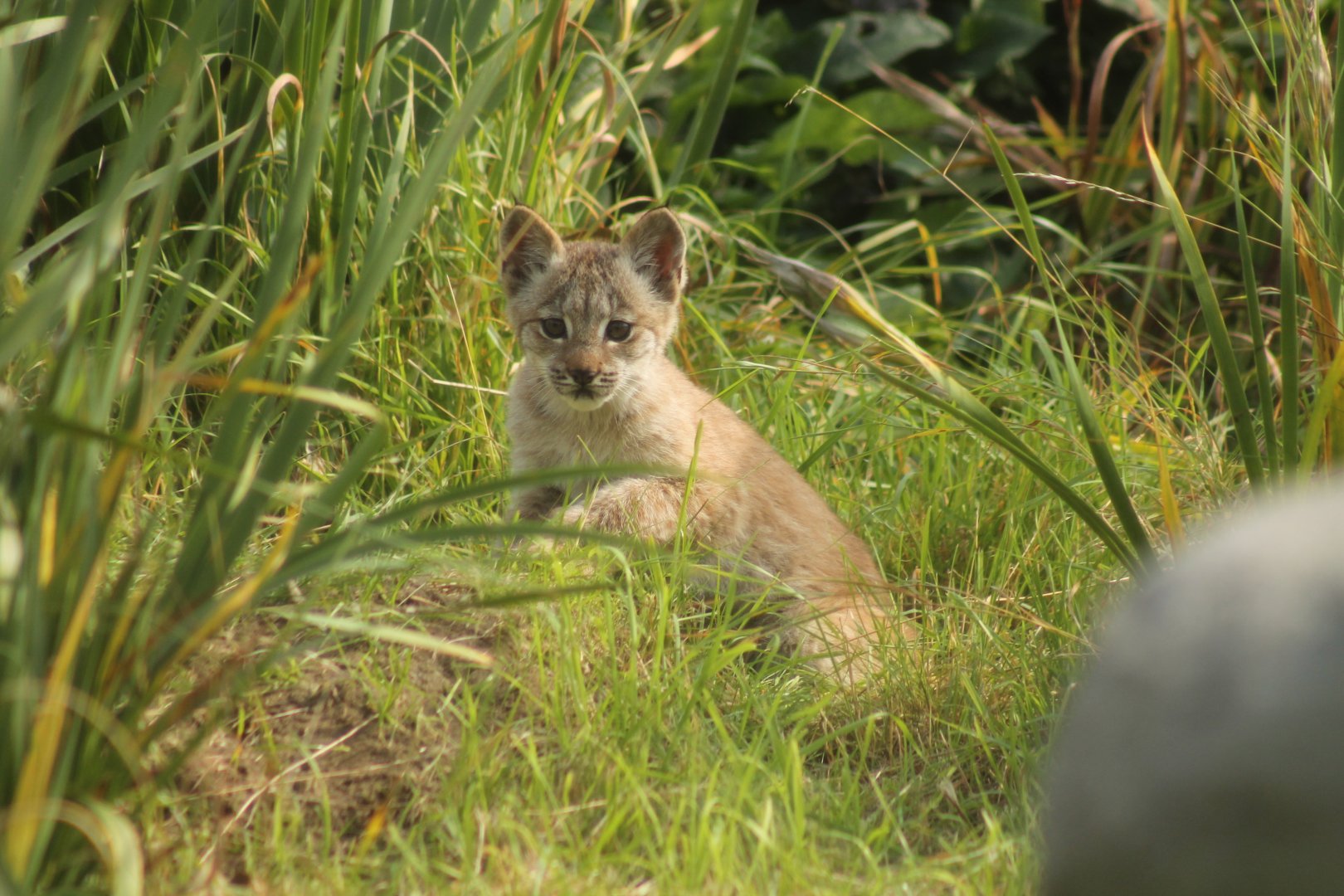 Canadian Lynx Cub