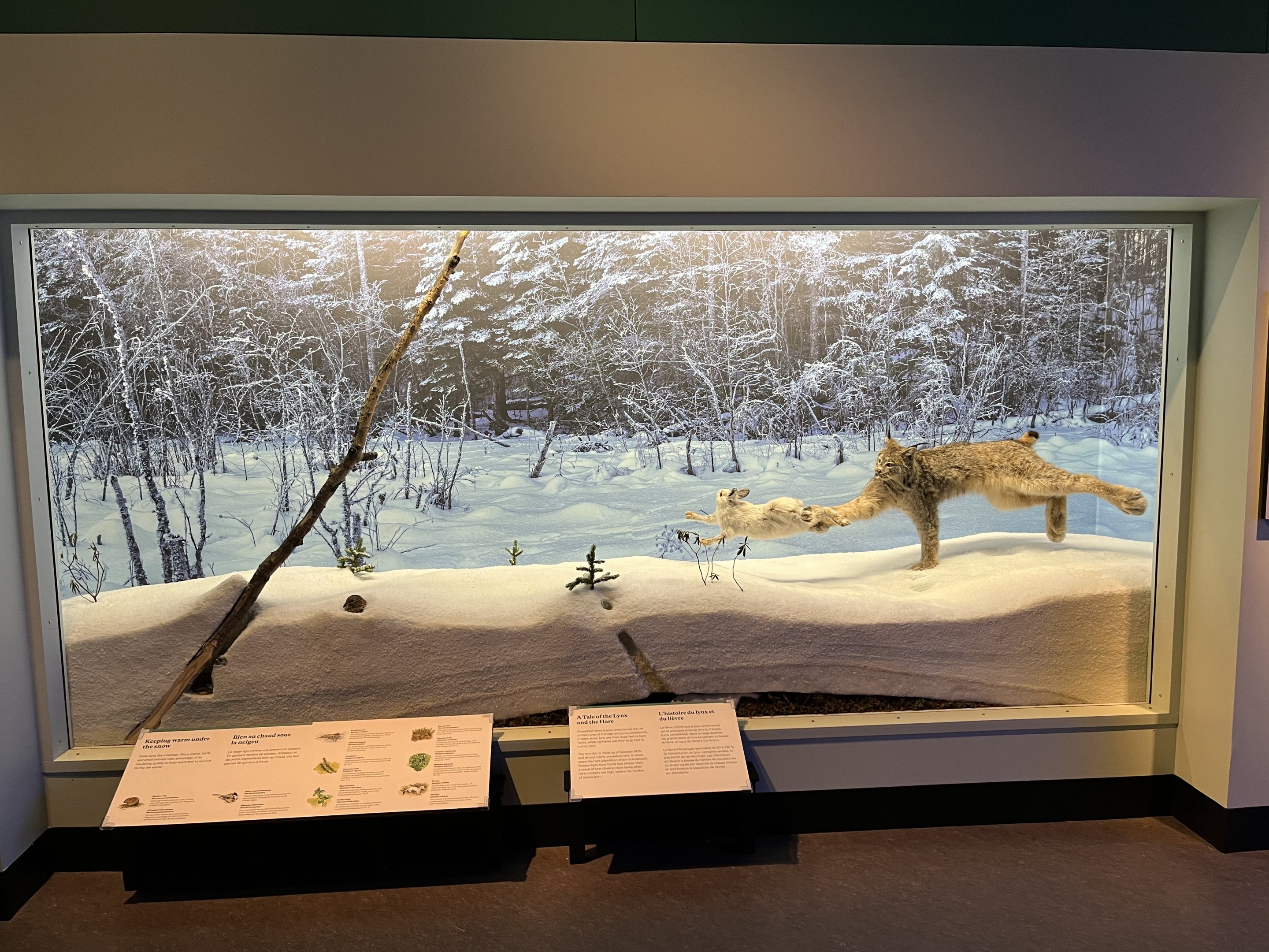 Canadian Lynx Diorama