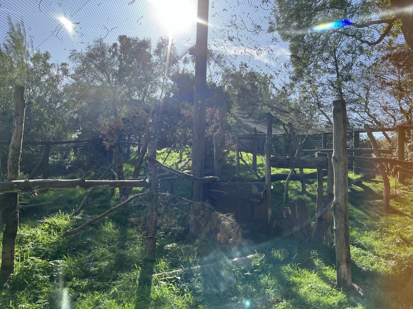 Canadian lynx enclosure 14.10.23