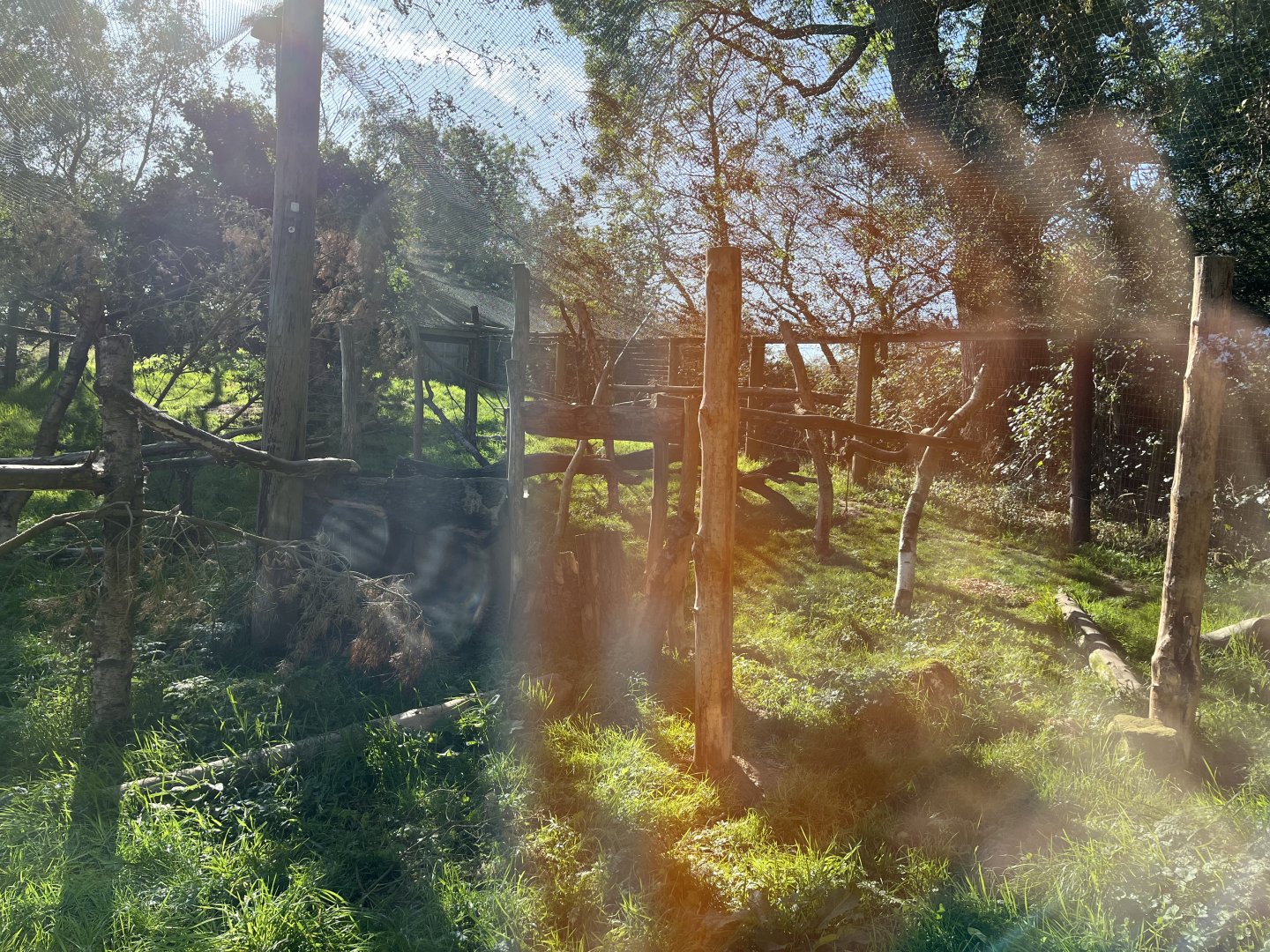 Canadian lynx enclosure 14.10.23