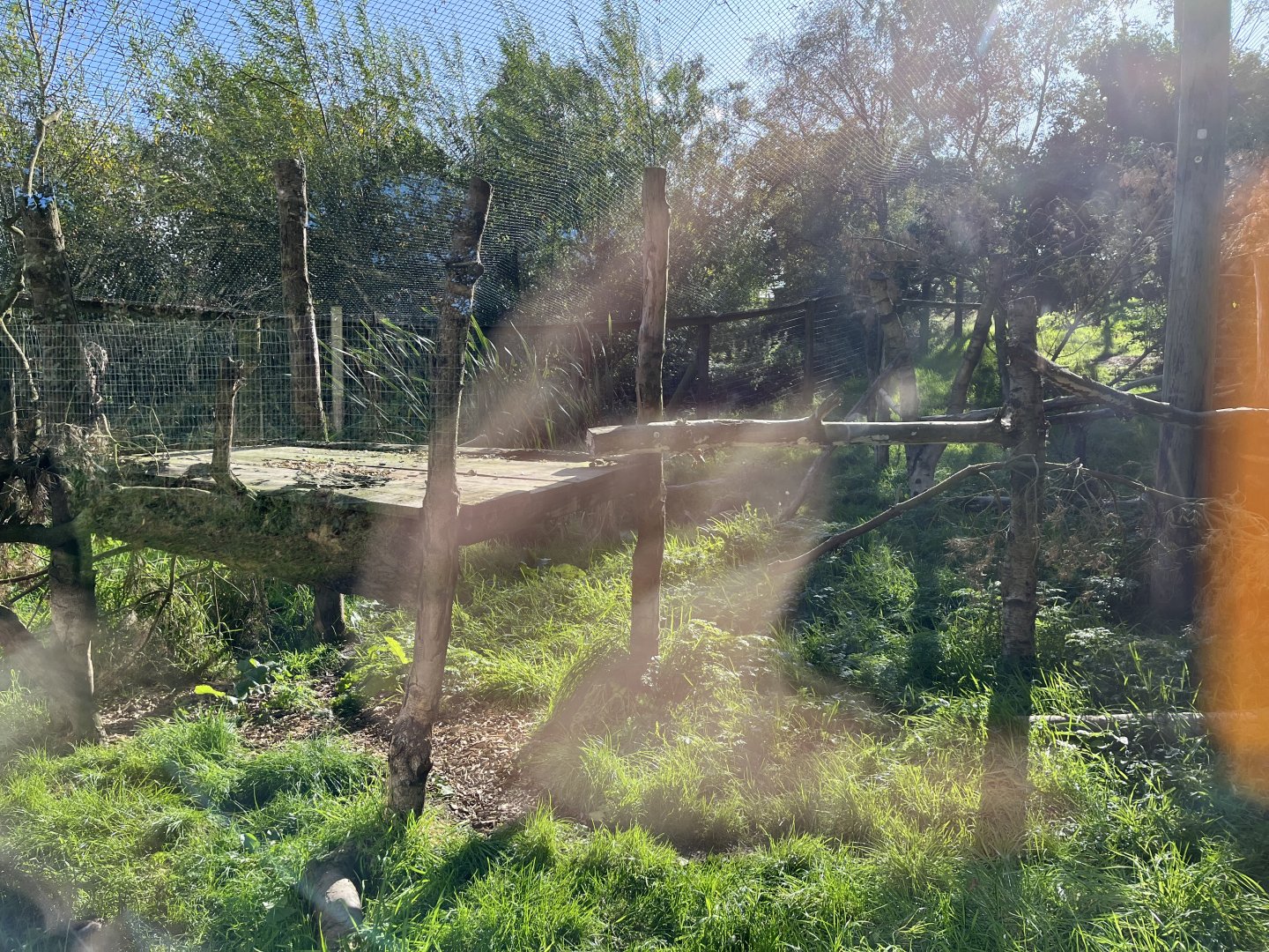 Canadian lynx enclosure 14.10.23