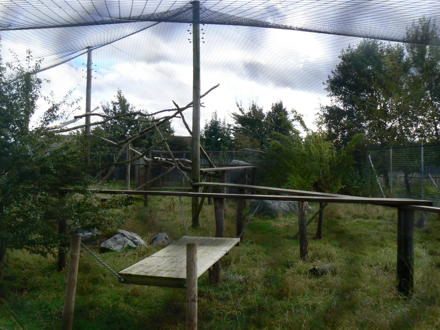 Canadian Lynx Enclosure - 16 October 2016
