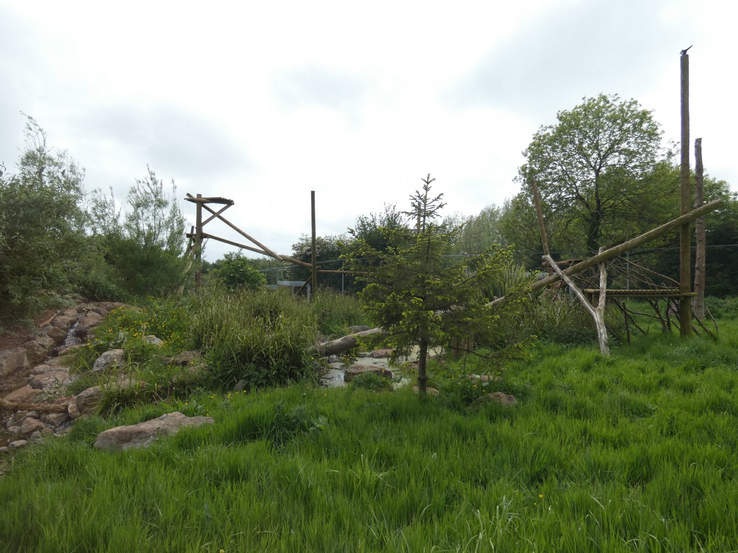 Canadian lynx enclosure (2)