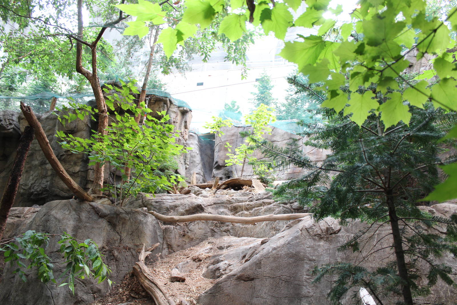 Canadian Lynx Enclosure, Canadian Maple Forest Hall - June 2016