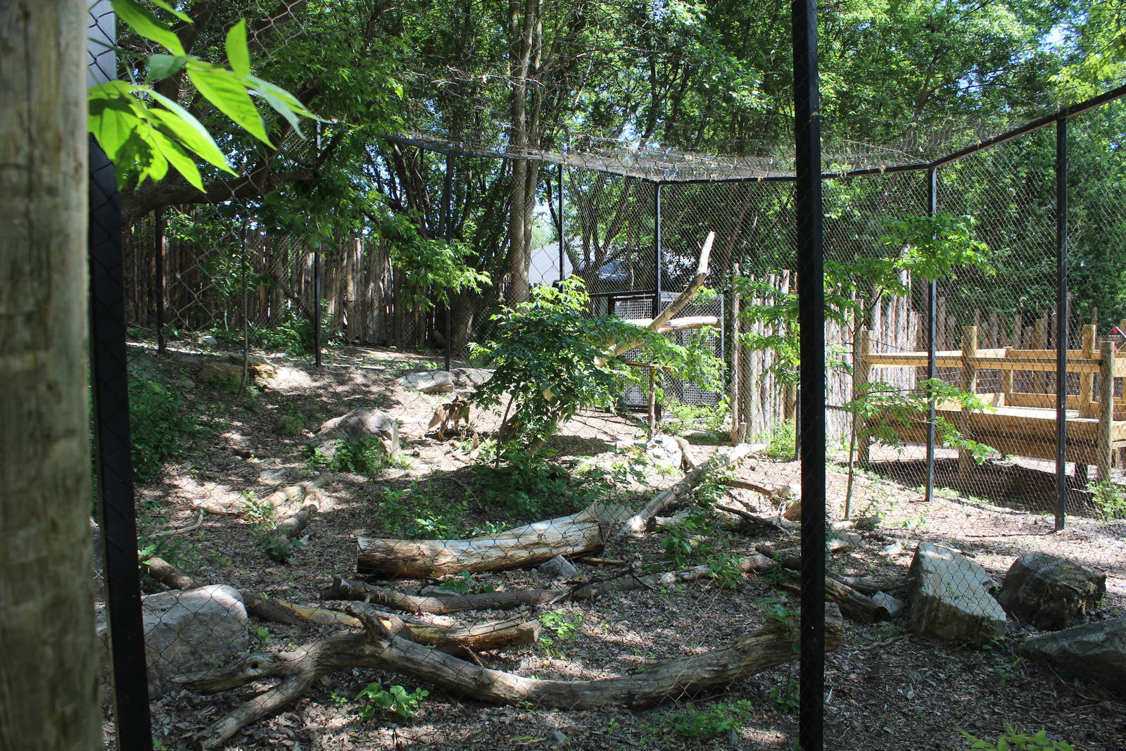 Canadian Lynx Enclosure - June 2016