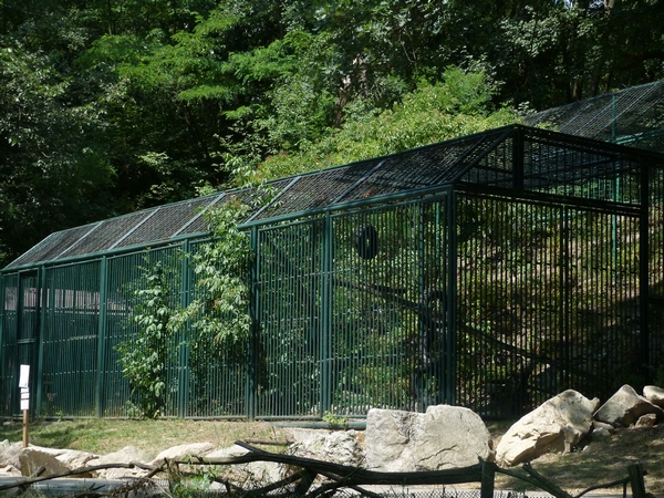 Canadian lynx enclosure