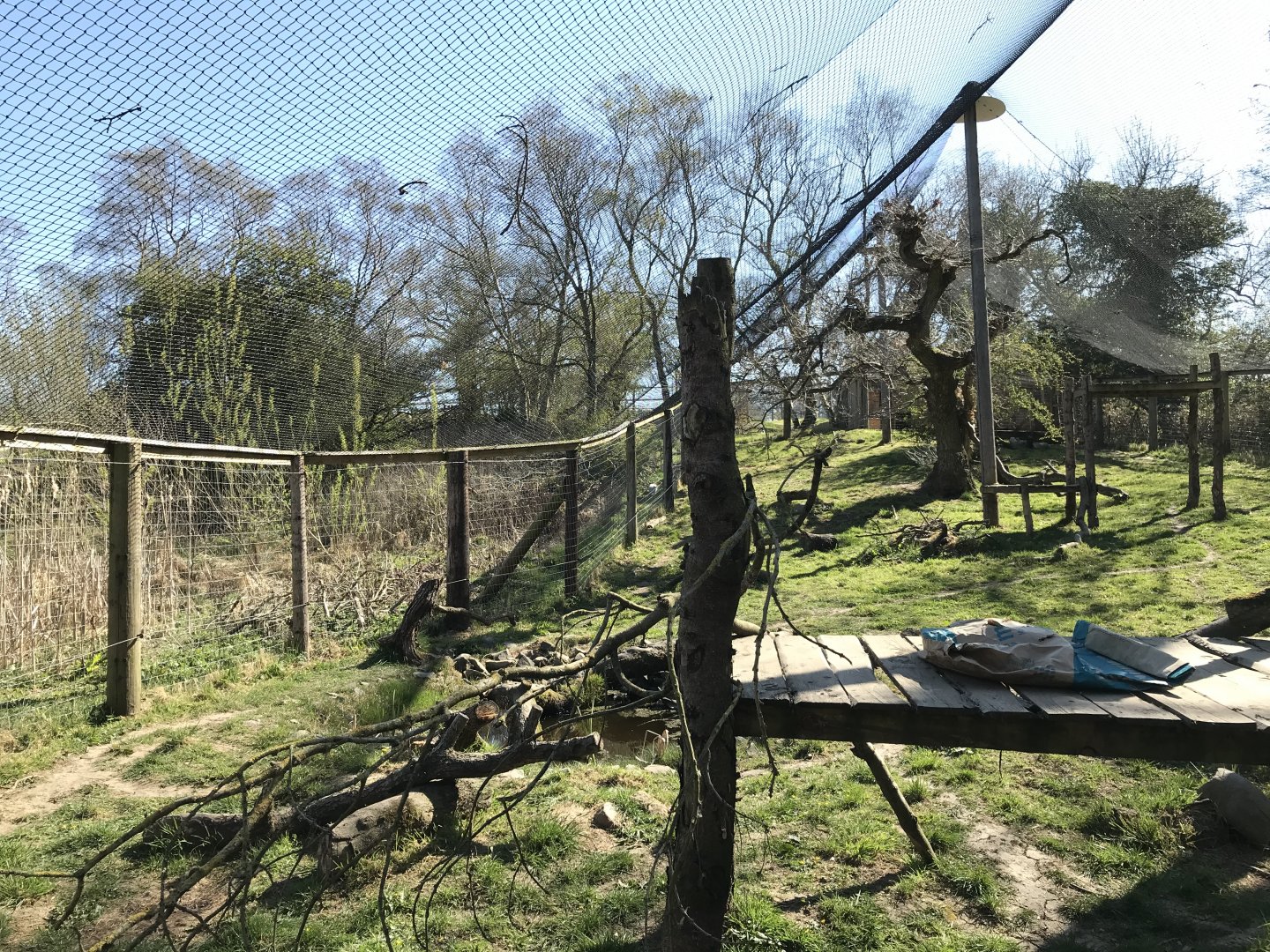 Canadian Lynx Enclosure