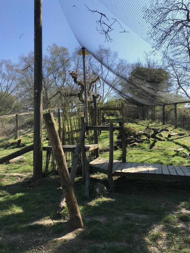 Canadian Lynx Enclosure