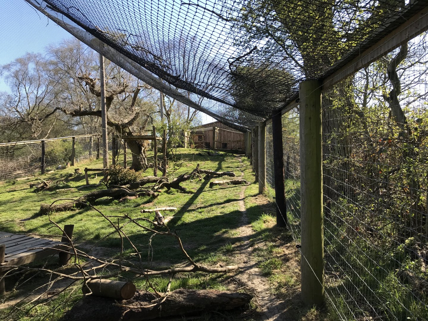 Canadian Lynx Enclosure