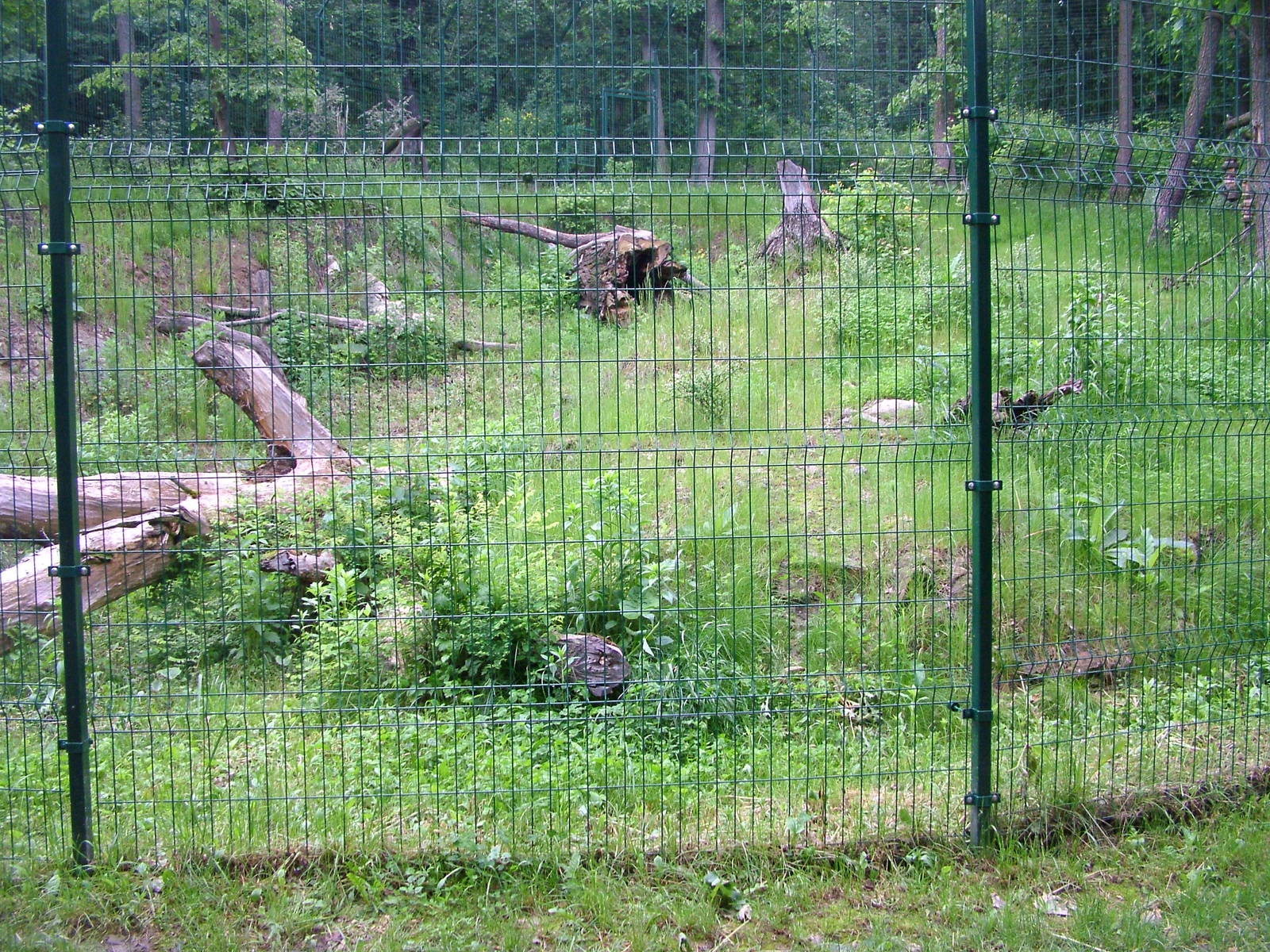 Canadian Lynx exhibit at Brno, 27/05/10
