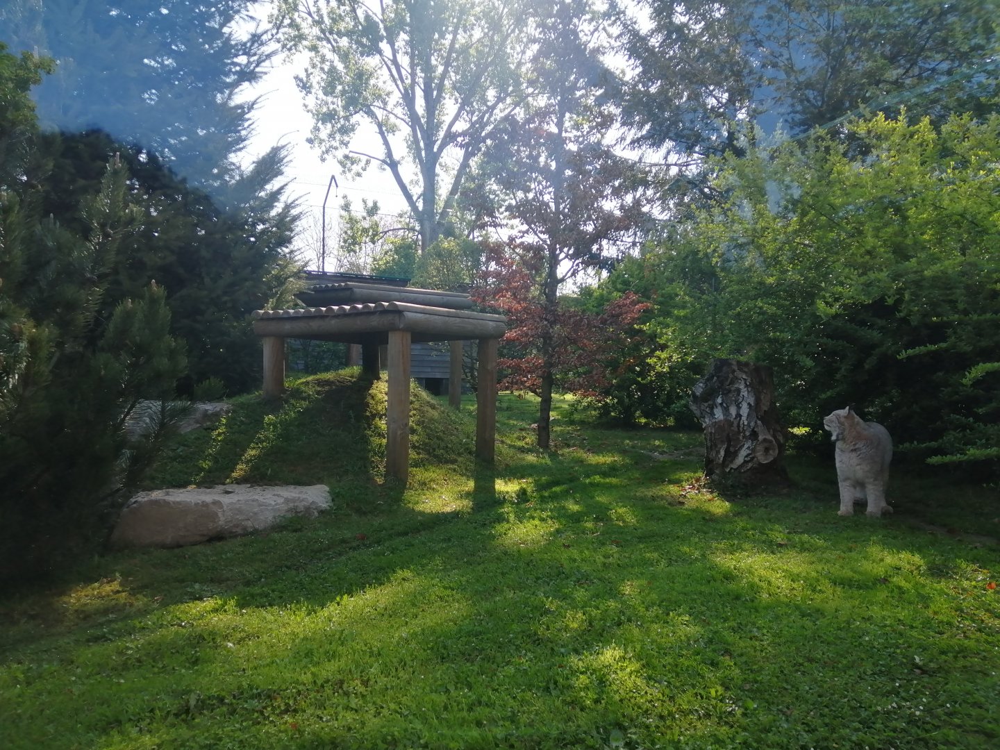 Canadian Lynx exhibit (Lynx canadensis)