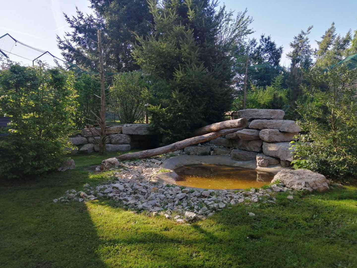 Canadian Lynx exhibit (Lynx canadensis)