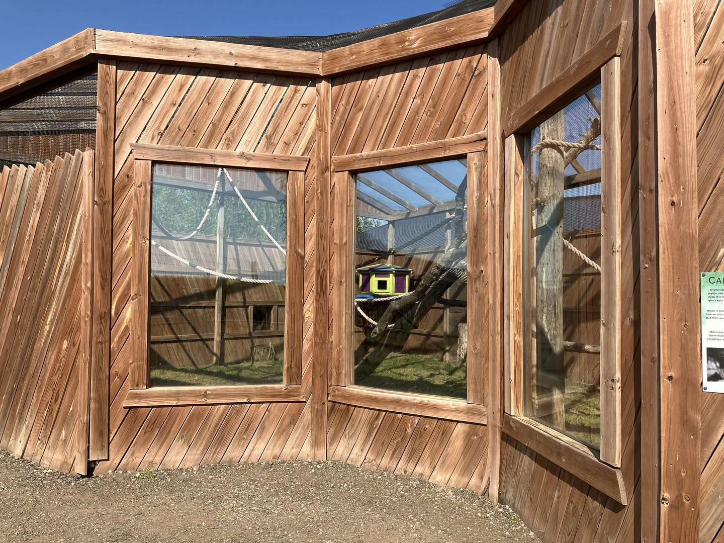 Canadian Lynx Exhibit (Temporary?)