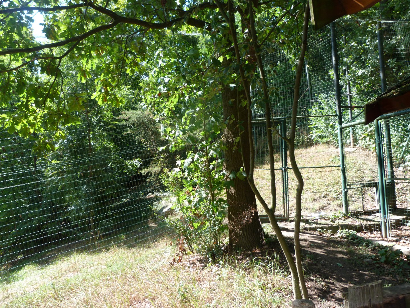 Canadian lynx exhibit -Zoo Plzeň (2025)