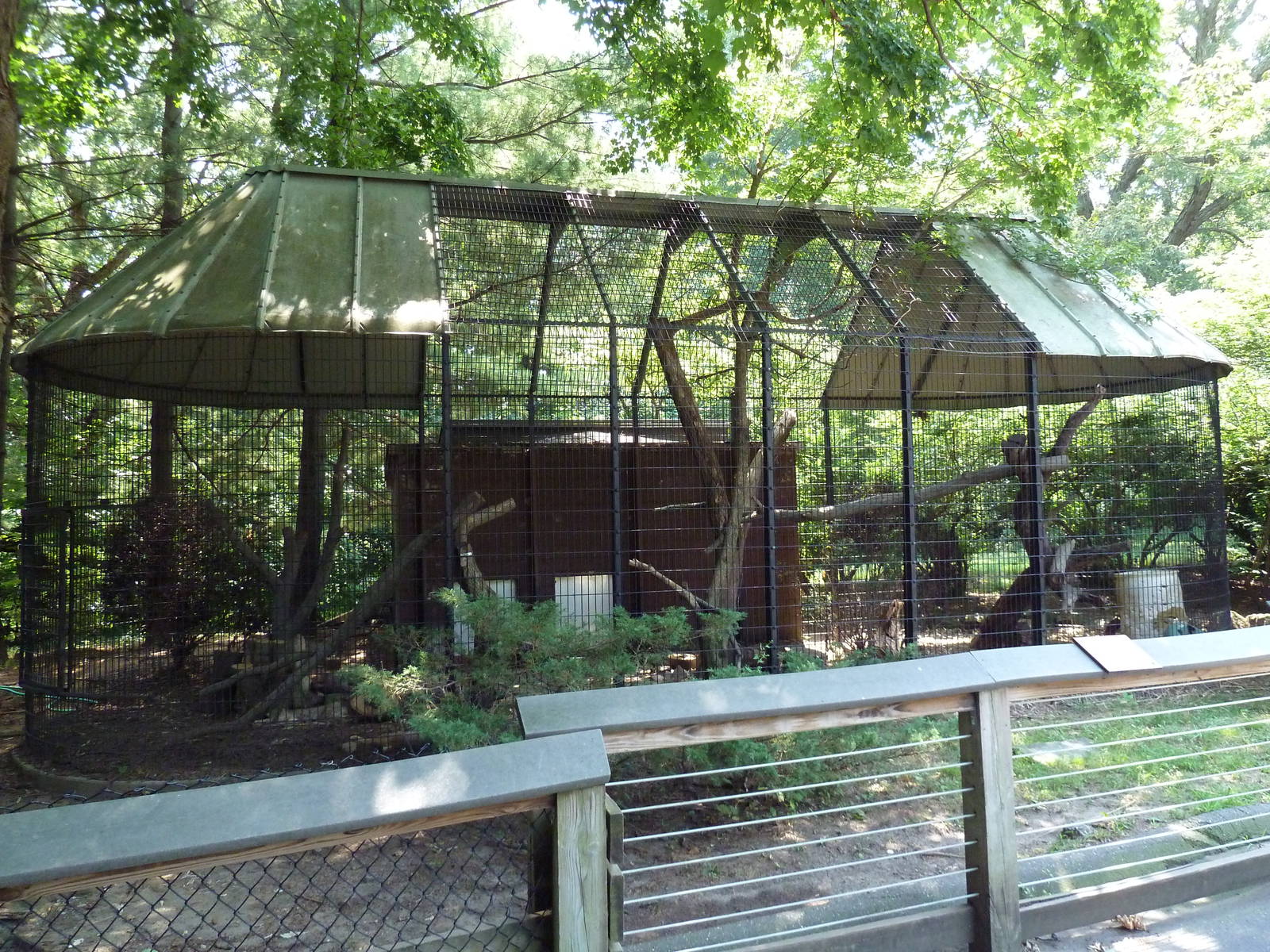 Canadian Lynx Exhibit