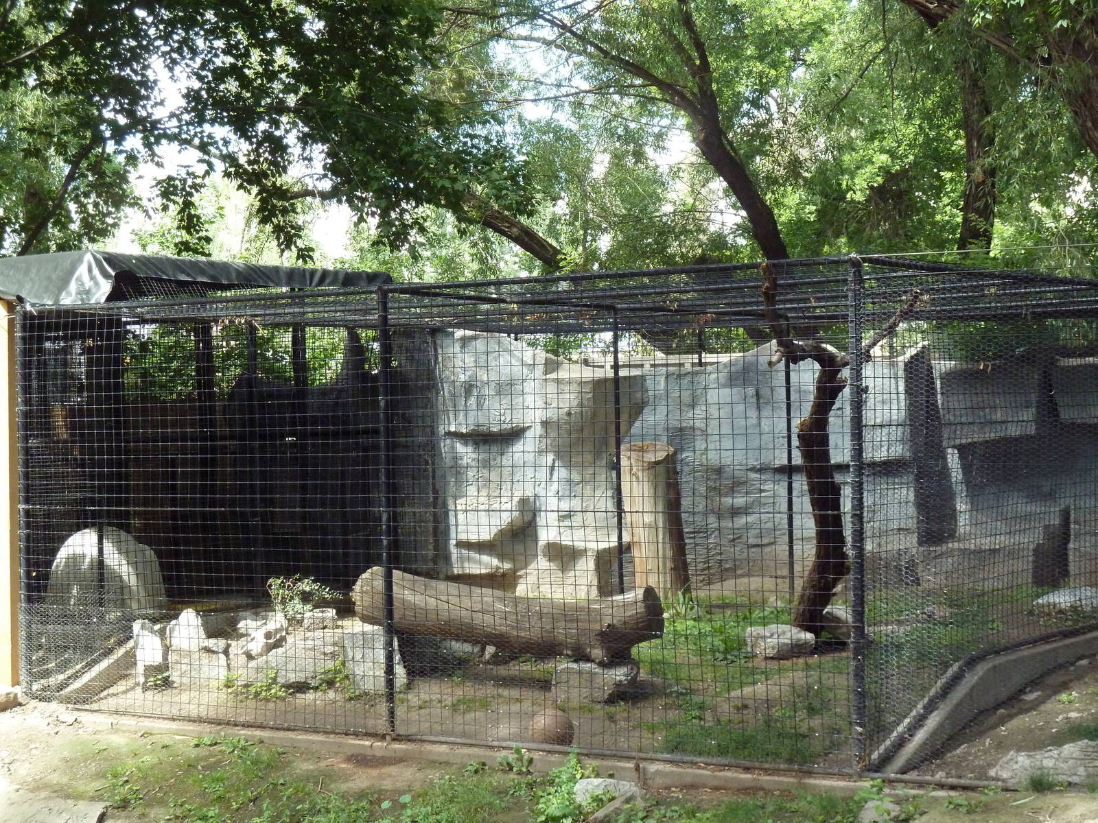 Canadian Lynx Exhibit