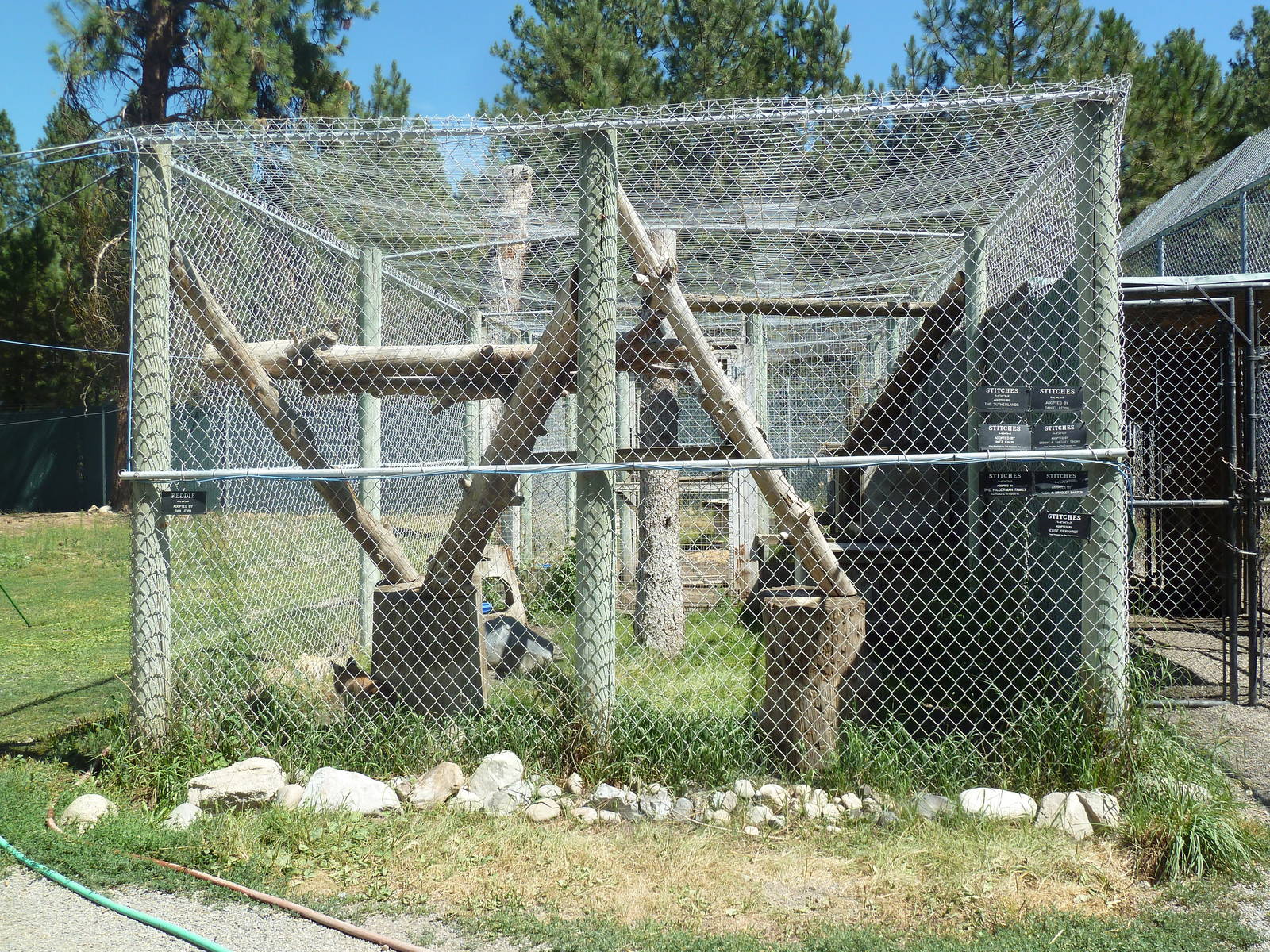 Canadian Lynx Exhibit