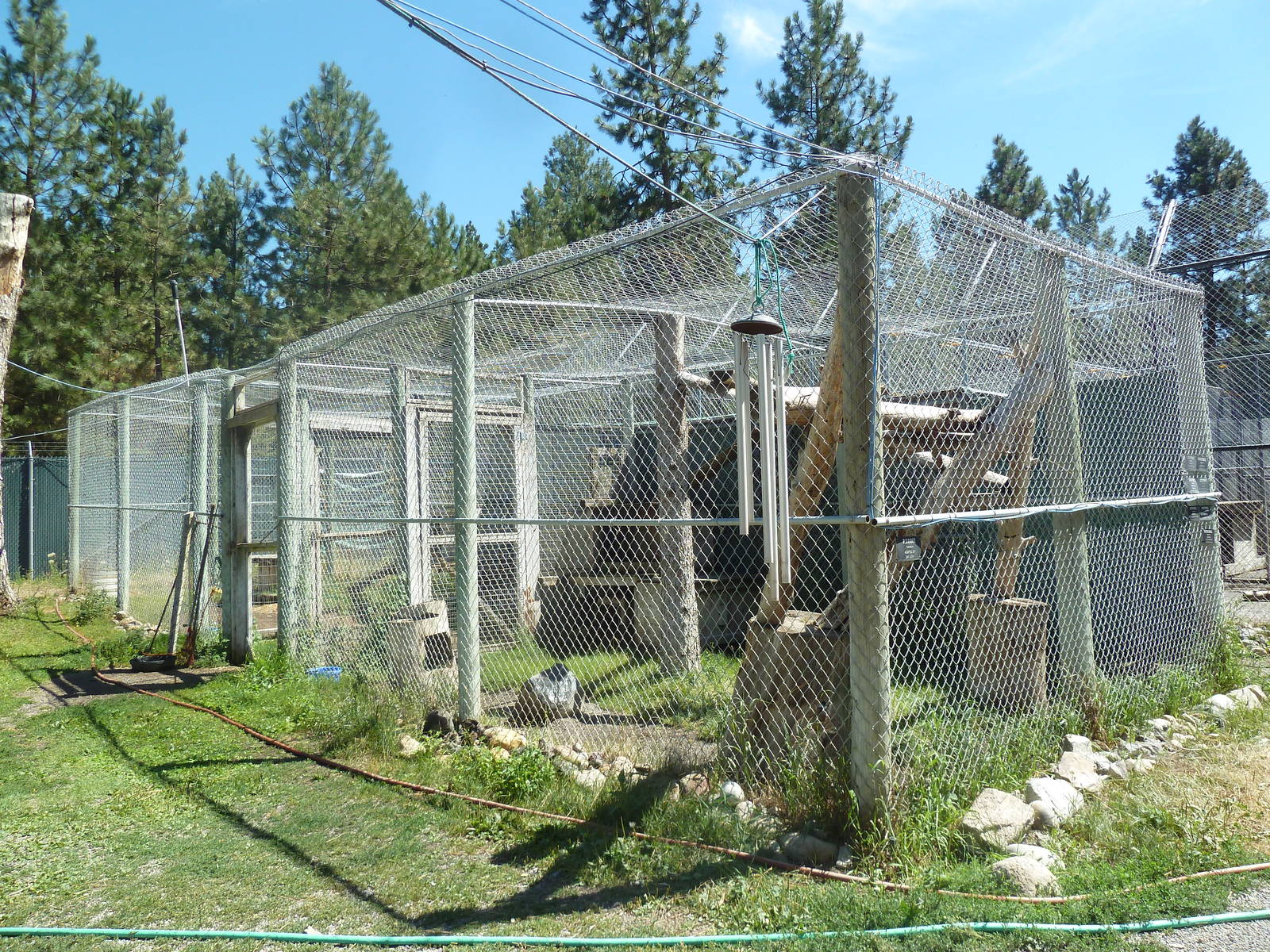 Canadian Lynx Exhibit