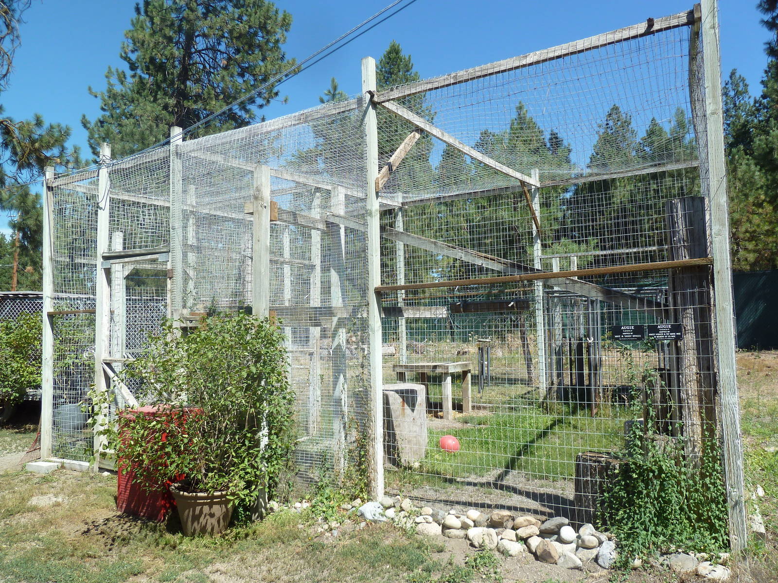 Canadian Lynx Exhibit