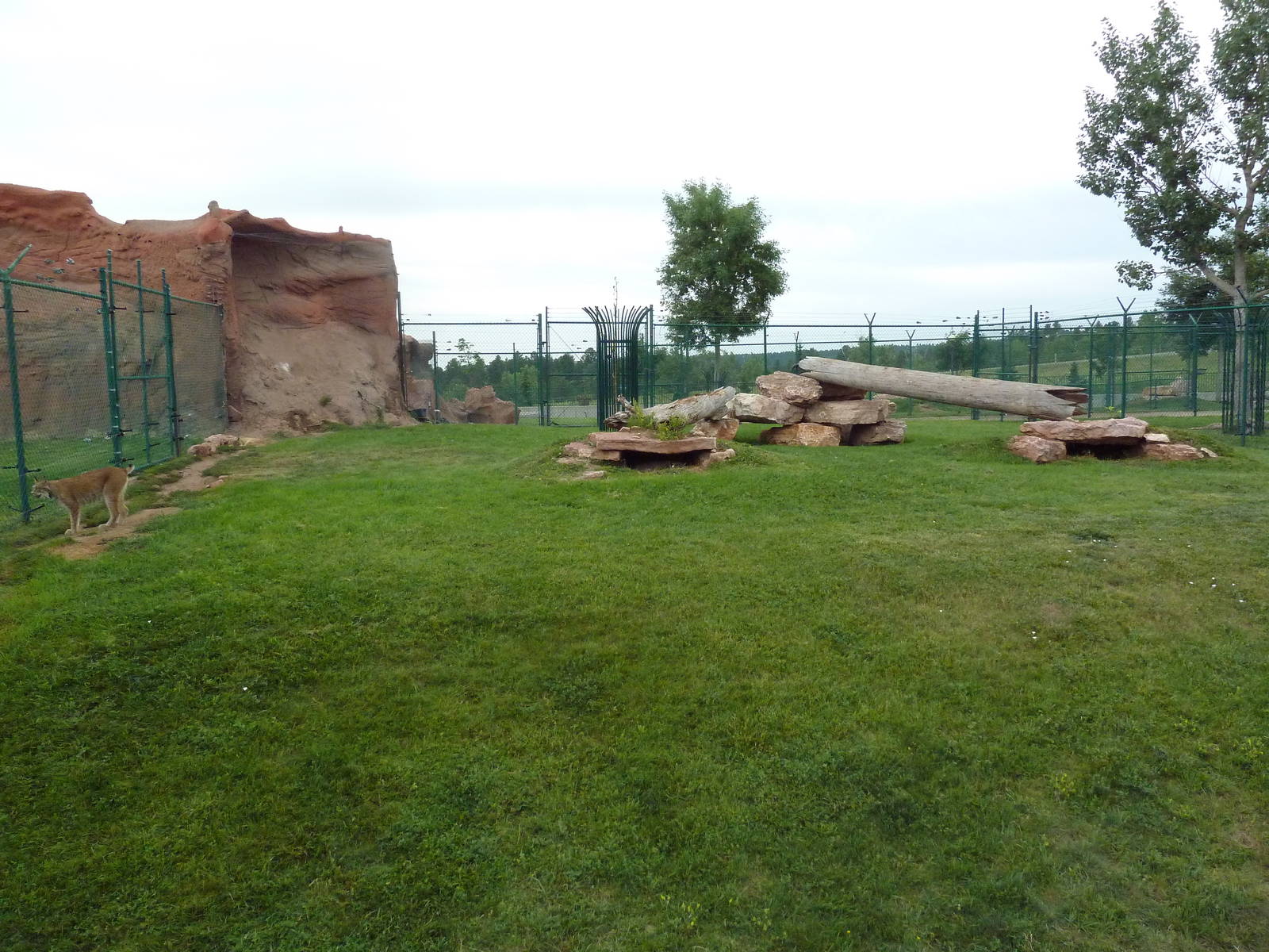Canadian Lynx Exhibit