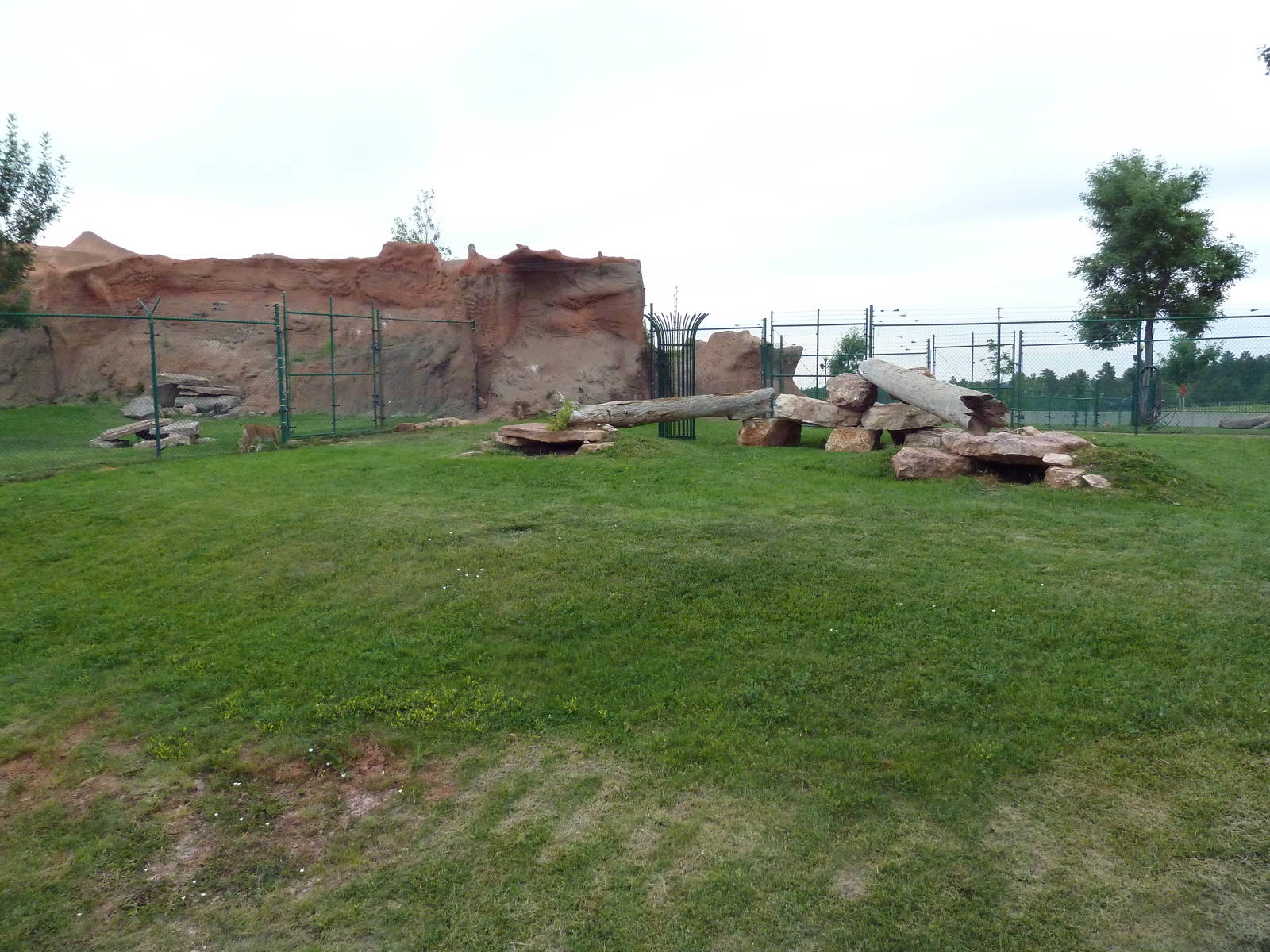 Canadian Lynx Exhibit