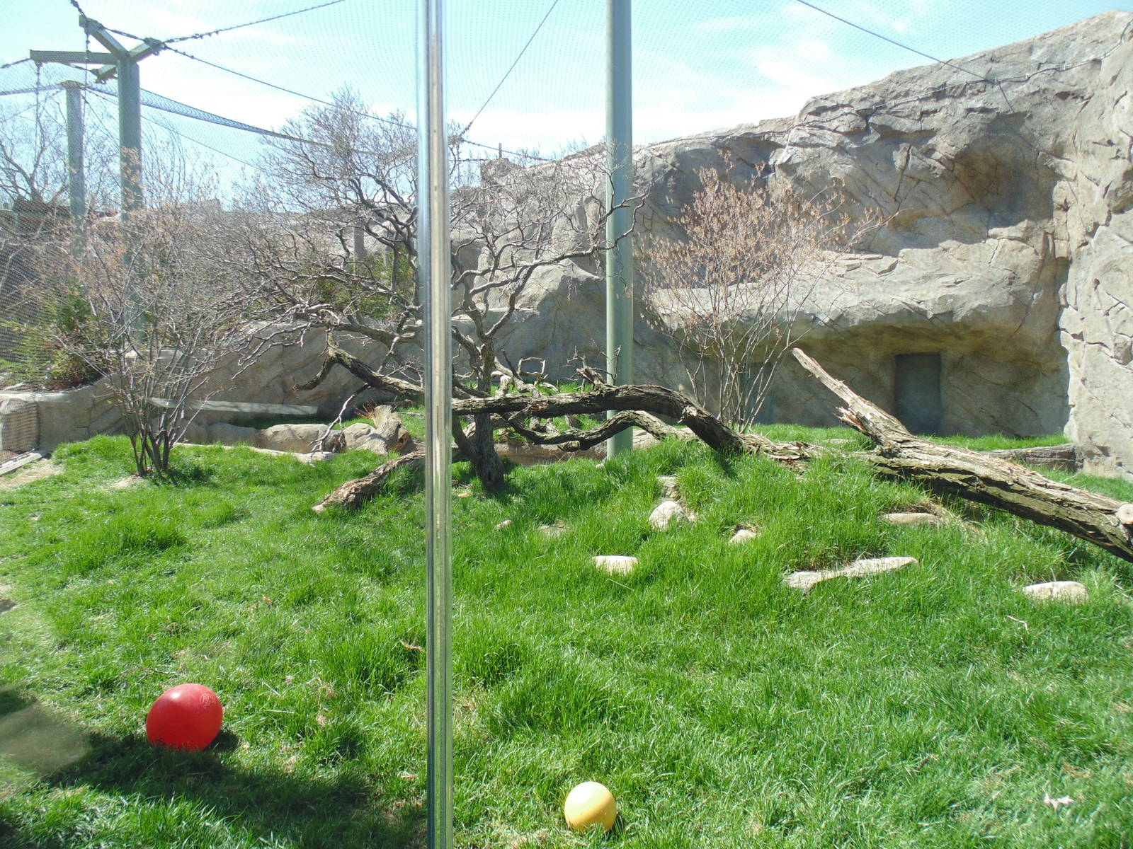 Canadian Lynx Exhibit