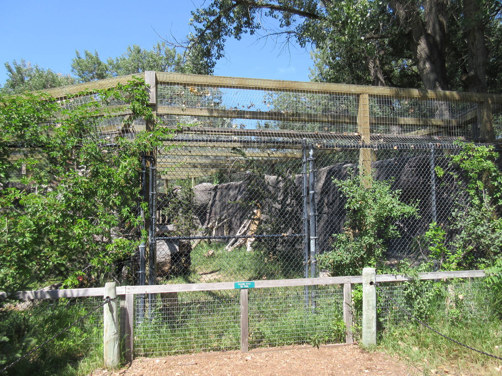 Canadian Lynx Exhibit